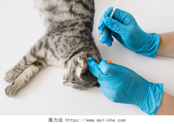 兽医在白色桌子上给小猫注射疫苗兽医给小猫注射疫苗.为动物接种疫苗。在兽医诊所检查的家养宠物猫，兽医的手.